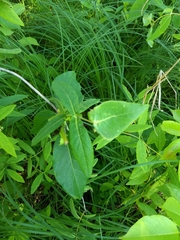 Lonicera dioica