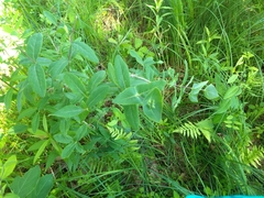 Lonicera dioica