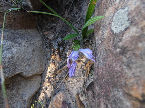 Image of Babiana villosula by (c) Sean Hartnett, some rights reserved (CC BY)