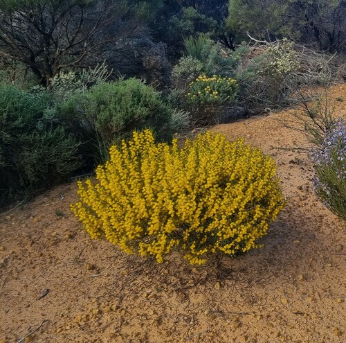 Acacia multispicata observed 2022-09-26