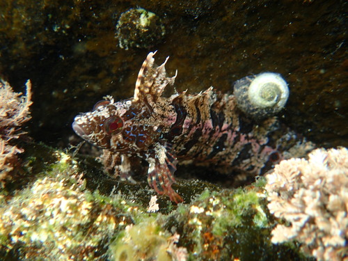 Spotted Kelpfish