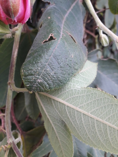 Passiflora tripartita