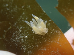 Bunodeopsis