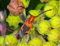 Tetraopes melanurus