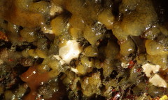 Eudistoma ritteri
