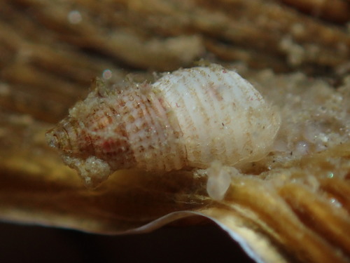 Odostomia helga observed 2019-05-30