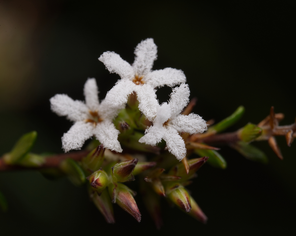 Small-leafed White Beard