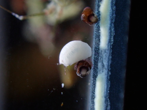 Representative image of Apolochus neapolitanus