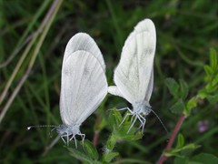Dismorphiinae