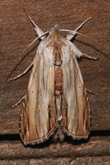 Cucullia convexipennis