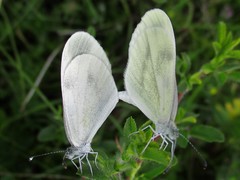 Dismorphiinae