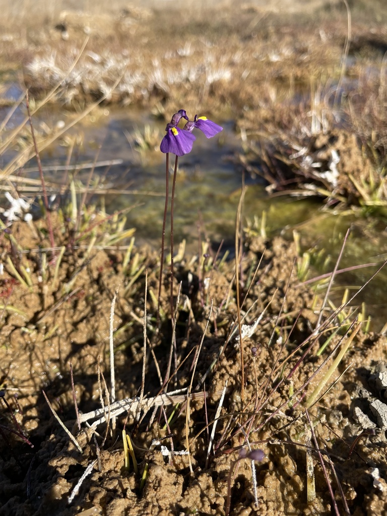 Utricularia fenshamii R.W.Jobson
