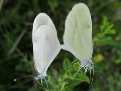 Dismorphiinae