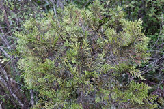 Libocedrus bidwillii