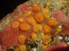 Metandrocarpa taylori