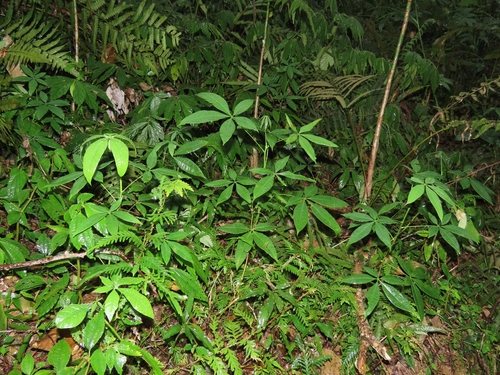 Image of Pachira glabra by (c) chiuluan, some rights reserved (CC BY)