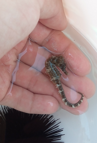 Long-snouted Seahorse