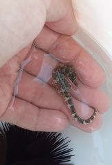 Long-snouted Seahorse