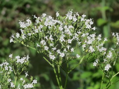 Valeriana officinalis