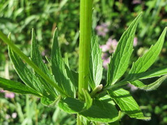 Valeriana officinalis