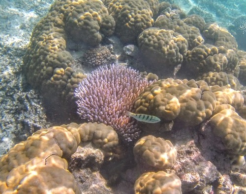 Sixbar Wrasse (Thalassoma hardwicke)