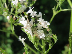Valeriana officinalis
