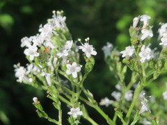 Valeriana officinalis