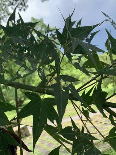 Acer serrulatum