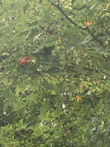 Acer serrulatum