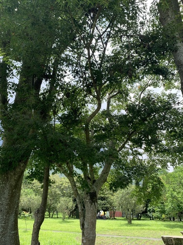 Acer serrulatum