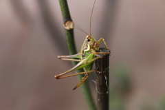 Eupholidoptera chabrieri