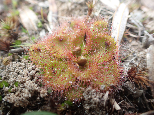 Drosera whittakeri