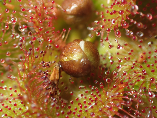 Drosera whittakeri