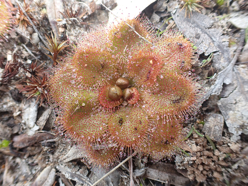 Drosera whittakeri