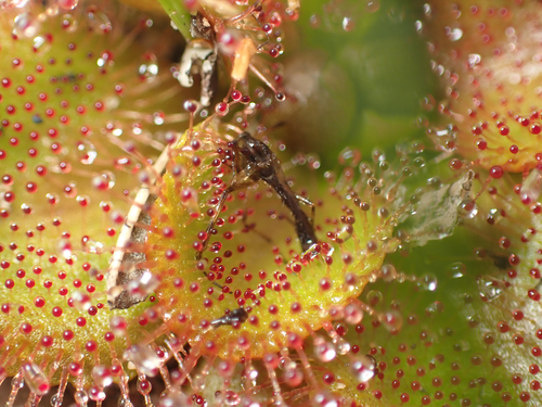 Drosera whittakeri