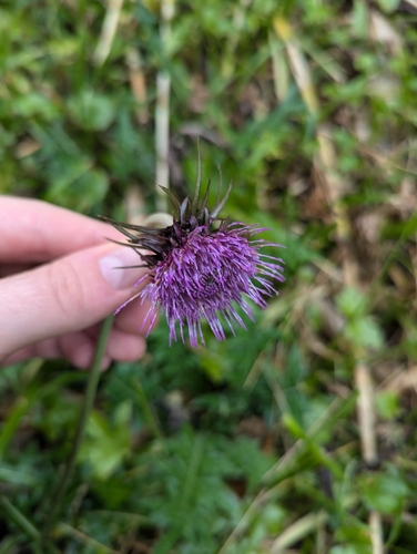 Cirsium babanum iNat (1)
