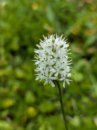 Triantha japonica (Triantha japonica)