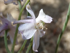 Delphinium parishii
