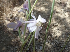 Delphinium parishii