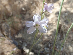 Delphinium parishii