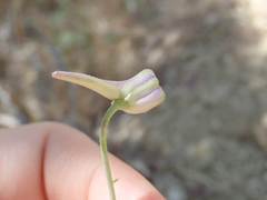 Delphinium parishii
