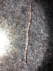 Phyllorhynchus browni