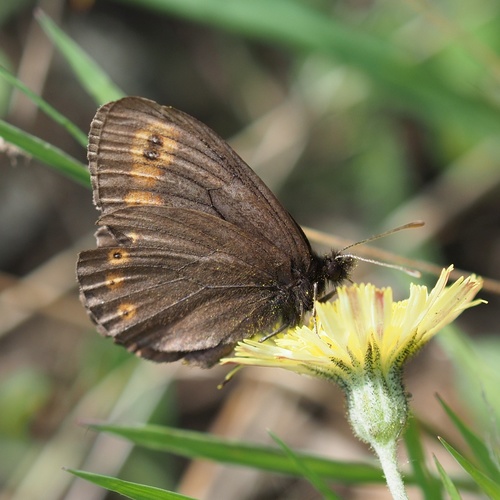 Woodland Ringlet, Kellerwald-Edersee, DE-HE-WF, DE-HE, DE, photo 7 of 10
