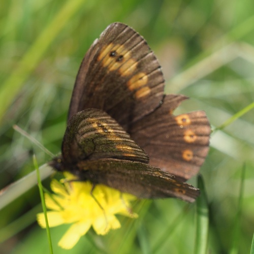 Woodland Ringlet