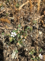 Hesperolinon congestum