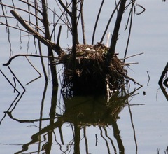 Aechmophorus occidentalis