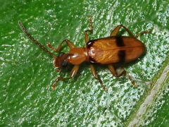 Statira