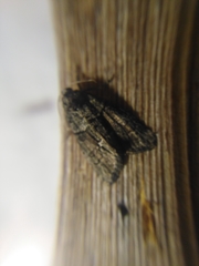 Cryphia fraudatricula