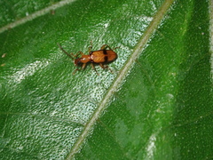 Statira