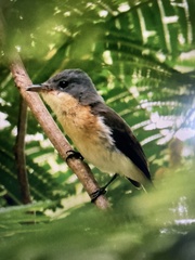 Oceanic Flycatcher photo 3